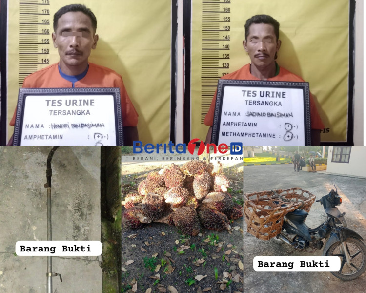 Dua Pencuri Sawit Positif Narkoba Ditangkap Polisi