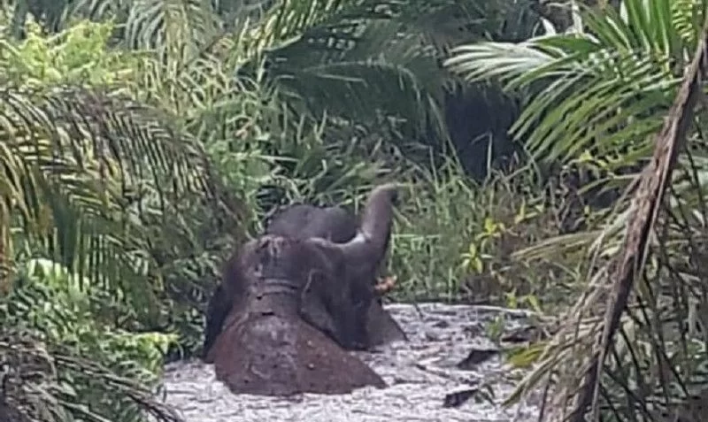 Dua Gajah Liar Terjebak di Rawa Gambut di Inhu