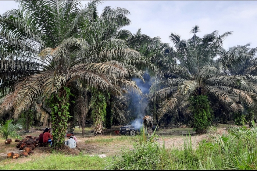 Punya Kebun Sawit Terluas, Namun Riau Bukan Pengekspor Terbesar Tahun Ini
