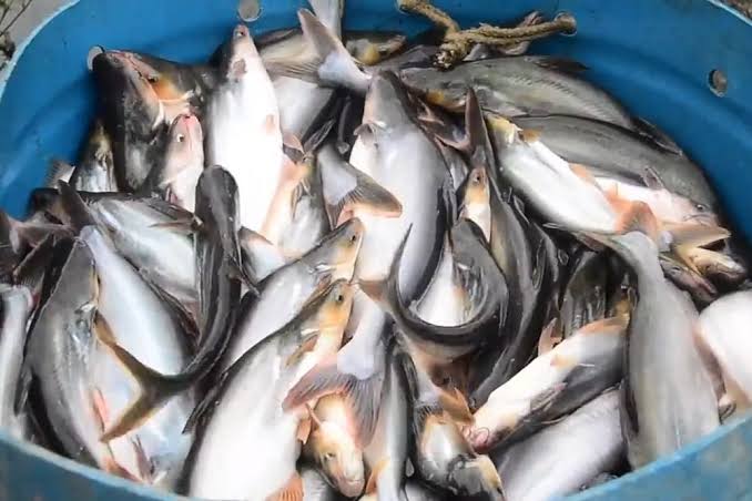 Penuhi Kebutuhan Ramadan dan Idul Fitri, Menteri Trenggono Pastikan Pasokan Ikan Aman
