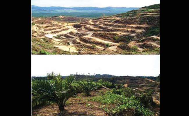 Begini Cara Menanam Sawit Di Areal Miring