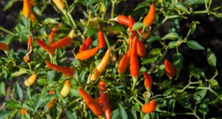 Berikut Alasan Tidak Boleh Menanam Cabe Depan Rumah