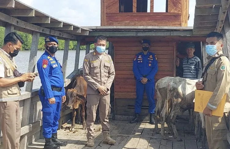Lima Sapi dari Siak ditolak Masuk ke Kepulauan Meranti