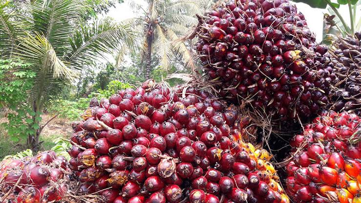 Naik Lagi, Ini Harga TBS Sawit Riau periode 10-16 Agustus 2022