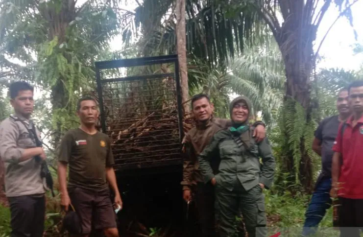 Lima Sapi di Mukomuko Mati dimangsa Harimau