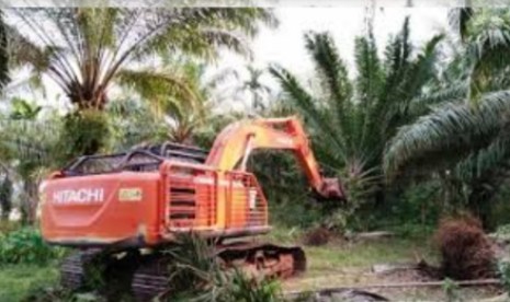 Program Replanting Sawit Makin Mentereng di Riau, Ini Buktinya