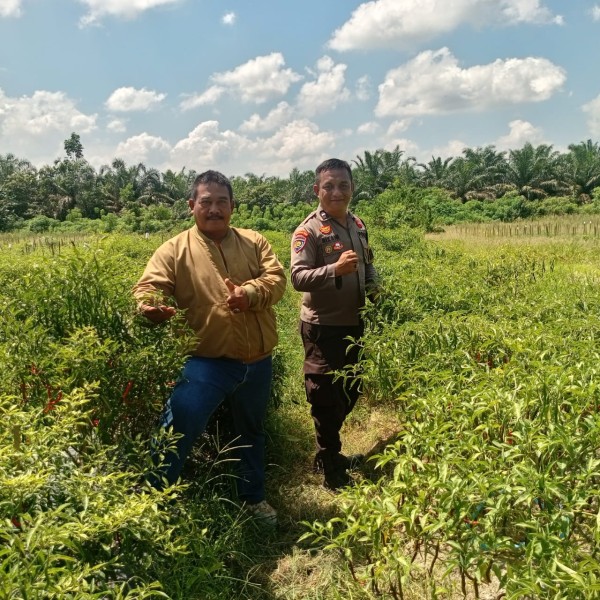 Bhabinkamtibmas Polsek Rengat Barat Tinjau Program Pekarangan Pangan Bergizi di Pematang Jaya