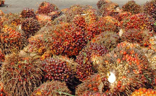 Buron Kasus Setoran Pajak TBS Sawit Rugikan Negara Rp 1,157 Miliar Ditangkap