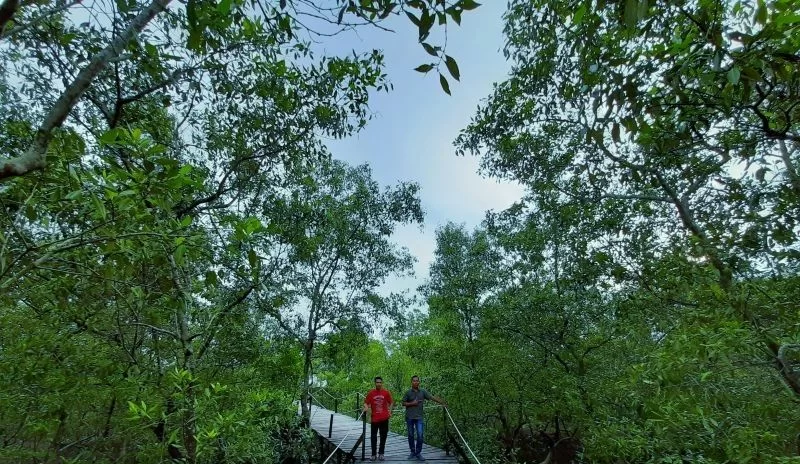 Mengangkat Potensi Mangrove di Provinsi Kepulauan Riau
