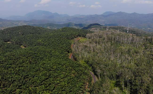 KLHK Sebut 3,37 Juta Ha Kebun Sawit Terdapat di Sejumlah Kawasan Hutan