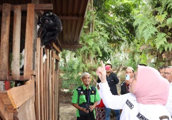 Bupati Inhu Bersama Masyarakat Kunjungi Kegiatan Peternakan Domba di Desa Seresam