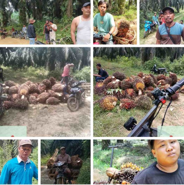 Kelompok Nasrun Sitepu dan Kani Kembali Berurusan dengan Polisi Akibat Menjarah di Kebun Agrinas