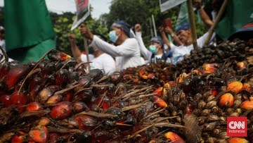 Bawa Tumpukan Kelapa Sawit Tak Laku, Petani Sawit Geruduk Kantor Menteri Airlangga