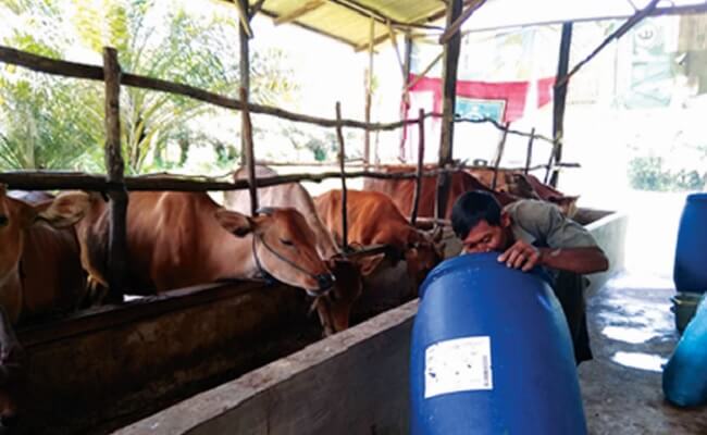 Integrasi Sawit-Sapi Tak Seindah Rencana, Mengapa?