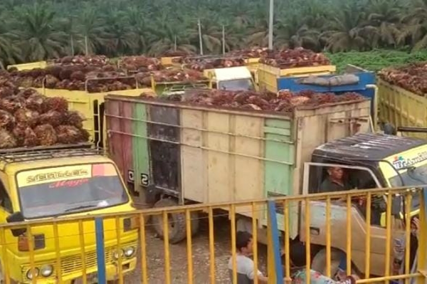 Tengkulak dan Supir Rugi Puluhan Juta Gara-gara Antre