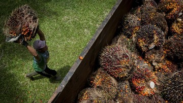 India Prediksi Jokowi Buka Keran Ekspor CPO dan Minyak Goreng 10 Mei