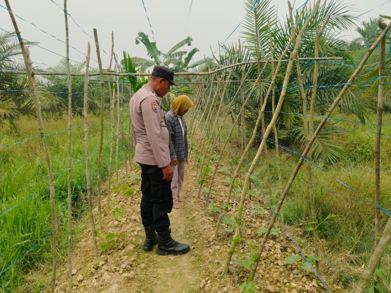 Kapolsek Kuala Cenaku IPTU Dahniel Dorong Warga Kembangkan Budidaya Pare Dukung Ketahanan Pangan