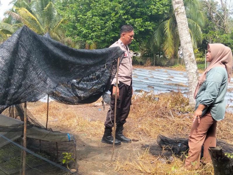 Polres Inhu Kawal Ketahanan Pangan, Lahan Pekarangan Warga Disulap Jadi Kebun Cabai Produktif