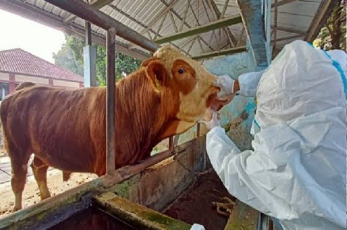 Pemprov Riau Bantu Peternak Rp10 juta/Ekor Atasi Sapi Terkena PMK