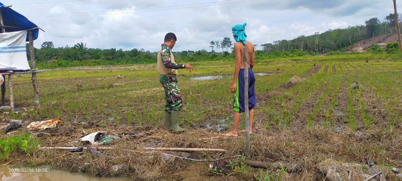 Babinsa Siap Dukung Program Hanpang Dengan Lakukan Pendampingan Swasembada Pangan Didesa Binaan