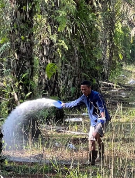 Masuk Musim Hujan, Petani Sawit Mulai Lakukan Pemupukan