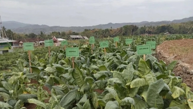 Bantul Tanam Tembakau Seluas 40 Hektare Untuk Bahan Baku Cerutu