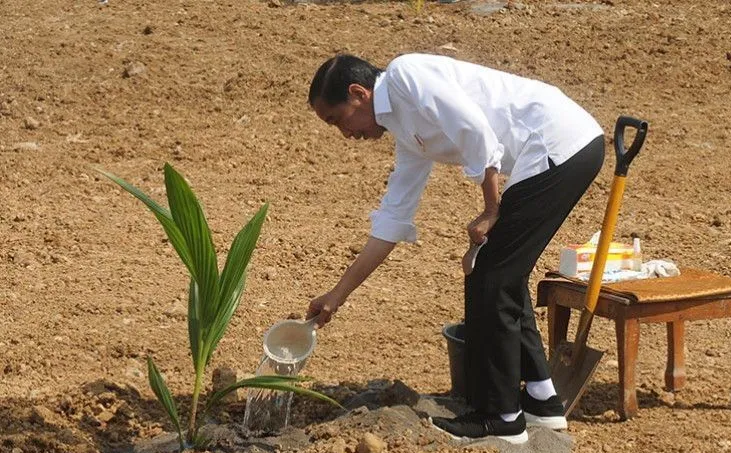 Kementan: Program Tanam Kelapa Genjah 1 Juta Batang berhasil Tumbuh 100 persen