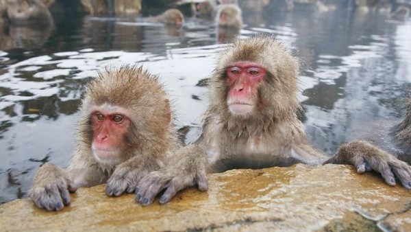 Monyet Gila di Jepang yang Lukai Hampir 50 Orang Ditangkap Lalu Dieksekusi