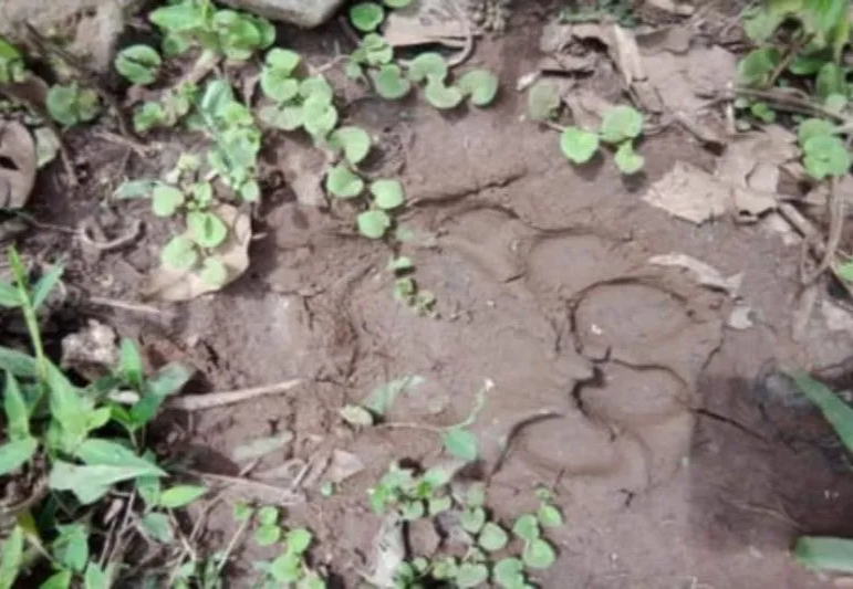 Ada Jejak Harimau di Kebun Warga Kampar Hulu