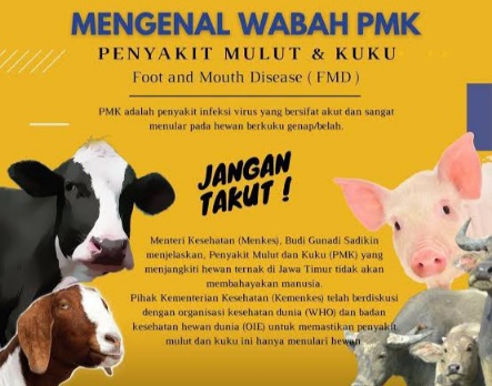 Jangan Takut PMK,Ini Solusinya