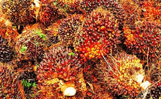 Untuk Kawal Harga TBS Sawit Petani, Mentan Bentuk Gugus Tugas Monitoring Harga