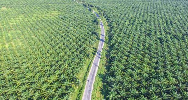 Sawit Indonesia, Si Emas Hijau Superfood