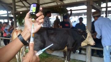 Kementan Mulai Produksi Vaksin Penyakit Mulut dan Kuku