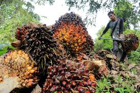 Melesat Naik, Berikut Daftar Harga Sawit di Riau