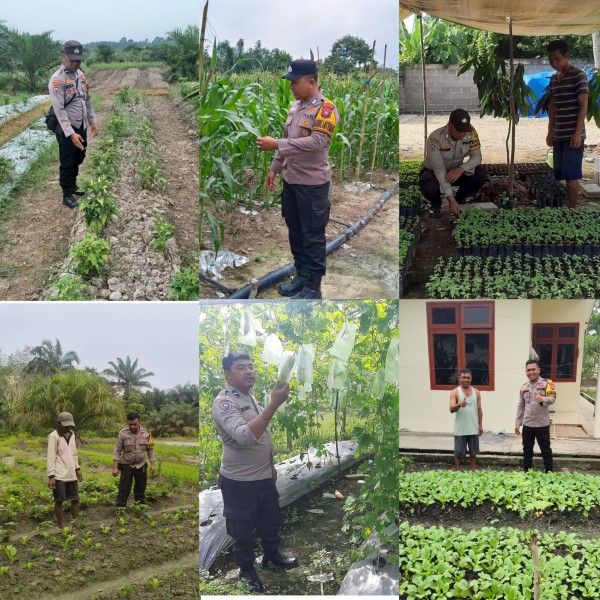 Kompol Amriadi Turunkan Bhabinkamtibmas Pantau Kebun Warga, Ketahanan Pangan Jadi Prioritas