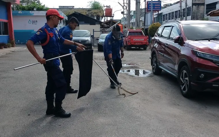 Ular Kobra Masuk ke Rumah Gegerkan Warga