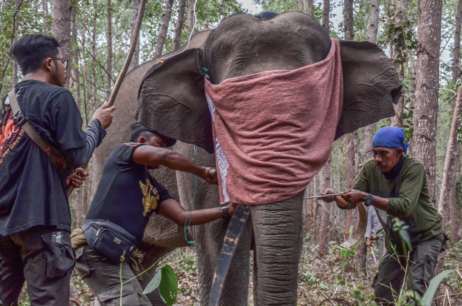 Tiga Gajah Liar di Riau Dipasang GPS Collar, Ini Tujuannya