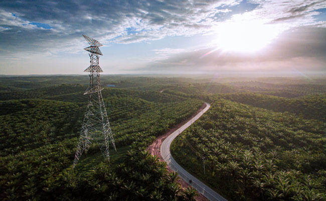 Pro Kontra Usulan Sawit Jadi Tanaman Hutan