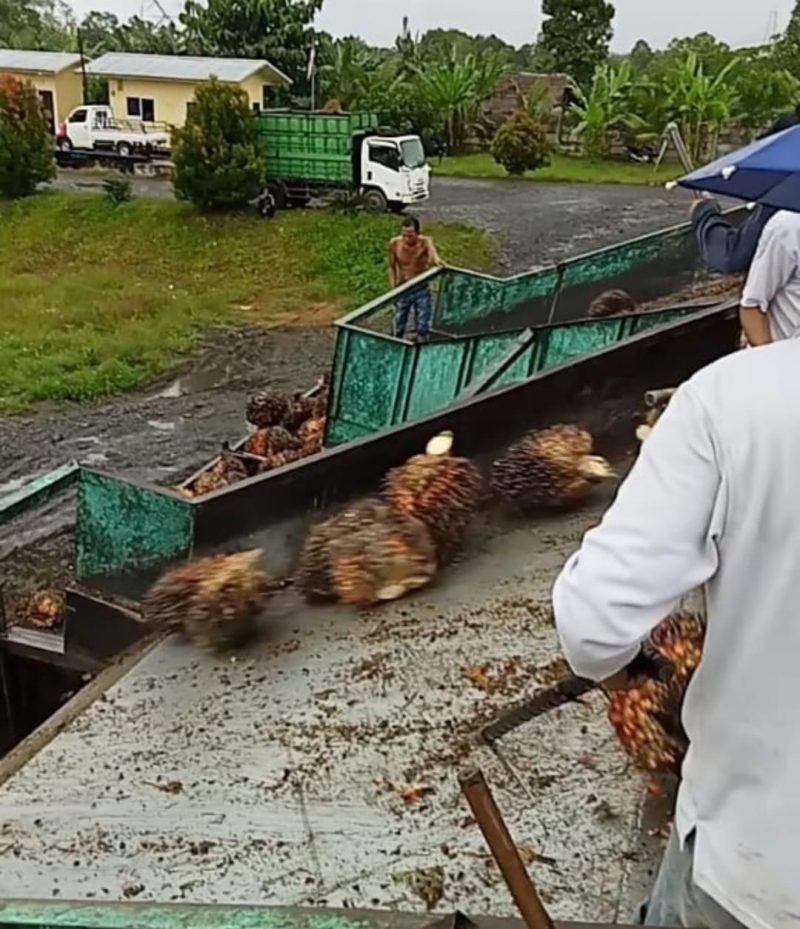 Kenaikan Harga Sawit, Tingkatkan Ekonomi Warga dan Tenaga Kerja Lokal di Luwu Utara