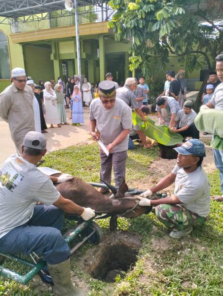 Sapi Bantuan Pj Gubernur Riau Disembelih Pertama di Masjid Paripurna Nurul Ibadah Pekanbaru