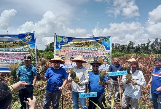 Panen Raya Nanas Madu, Camat Lisnar: Desa Rantau Bakung Bisa Jadi Contoh Untuk Desa Lain