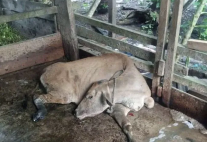 Waduh, 12 Sapi Bantuan Baznas Siak Terjangkit Penyakit Mulut dan Kuku