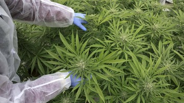 MUI Respons Permintaan Ma'ruf Soal Fatwa Ganja untuk Medis