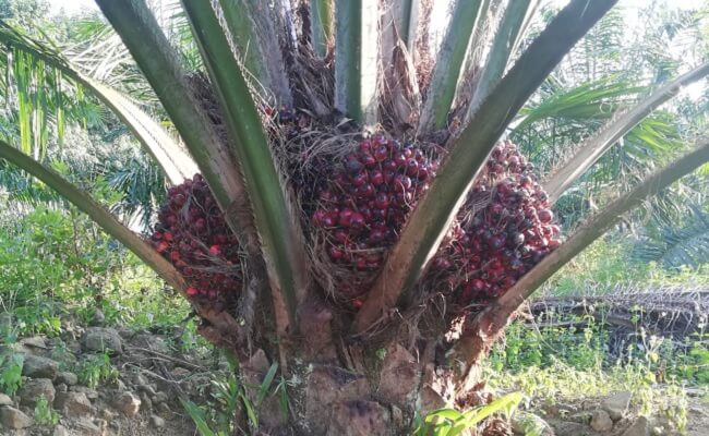 Pengembangan Sawit di China, Ternyata Dihadapkan Pada Biaya Tinggi