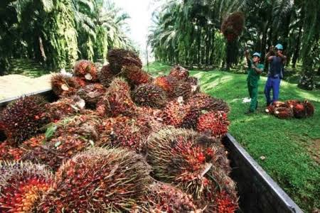 faktor pertanian kelapa sawit