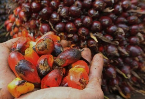 Alhamdulillah, Harga Sawit Plasma di Riau Naik Pekan Ini
