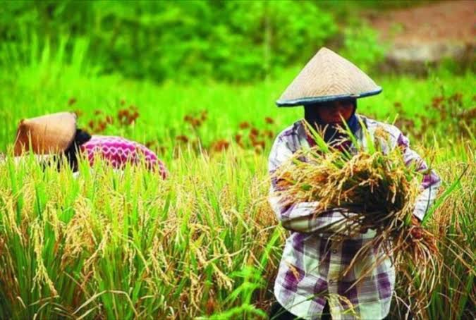 Nilai Tukar Petani Riau Naik 139,27 Persen