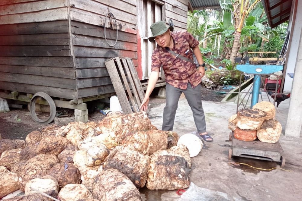 Harga Bahan Olahan Karet di Riau Naik