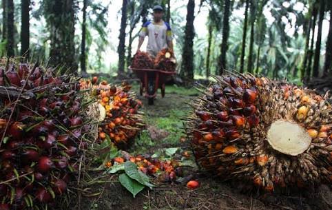 CPO Turun, TBS Sumbar Masih Juara