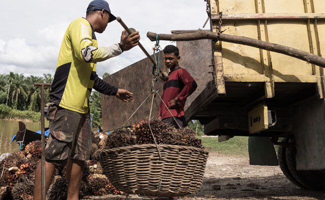 Harga TBS Sawit Sumut Periode 2-8 Februari 2022 Turun Rp 90,93/Kg, Berikut Harganya